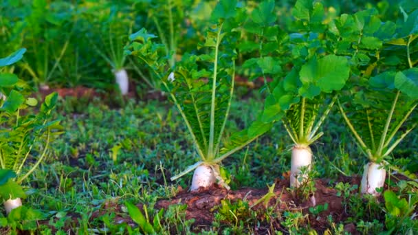 White Daikon Plantation Half Soil Half Healthy Ingredient Plant Closeup — Vídeos de Stock