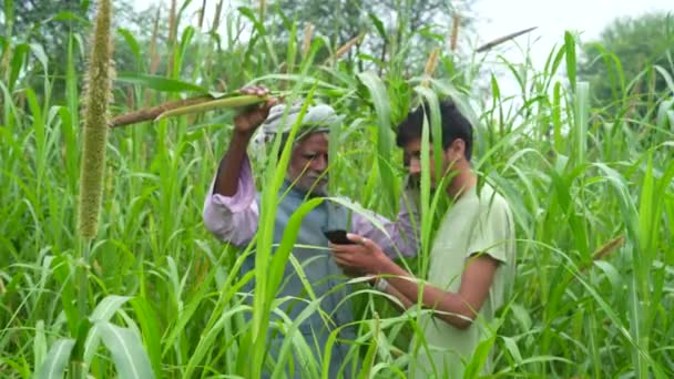 雑穀やソルガムの芽を観察し タブレットで満足のいく書き込み結果を2人 雑穀畑や番地にある — ストック動画