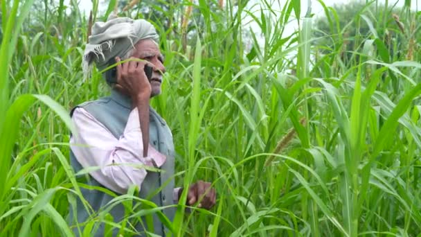 Starzejący Się Indiański Rolnik Smartfonem Polu Prosa Indyjski Rolnik Korzystający — Wideo stockowe