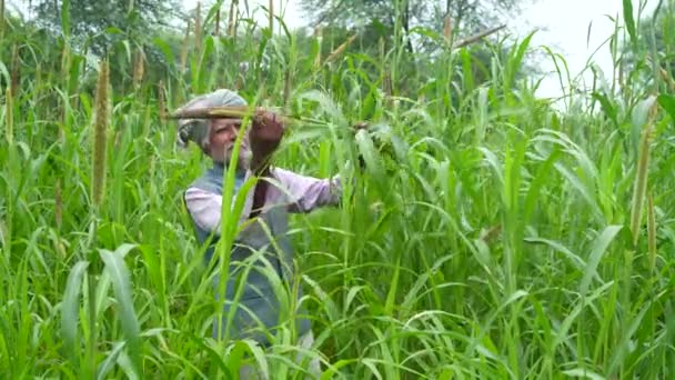 Agricultor Anciano Examinando Mijo Plantado Los Campos Metraje Mediano Agricultor — Vídeo de stock
