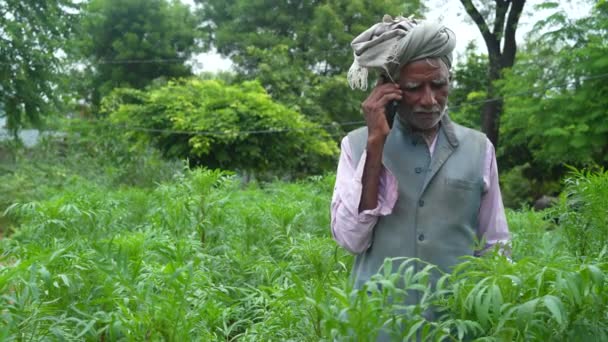アワ畑にスマホを持ったインドの高齢農家 農業分野でスマートフォンを使うインド人農家 — ストック動画