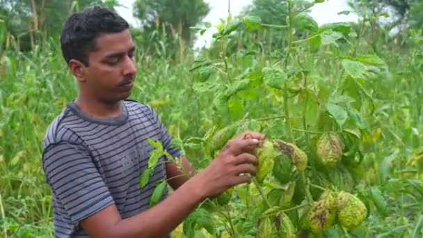 Agricultor Que Comprueba Calidad Las Plantas Guar Cyamopsis Tetragonoloba — Vídeo de stock