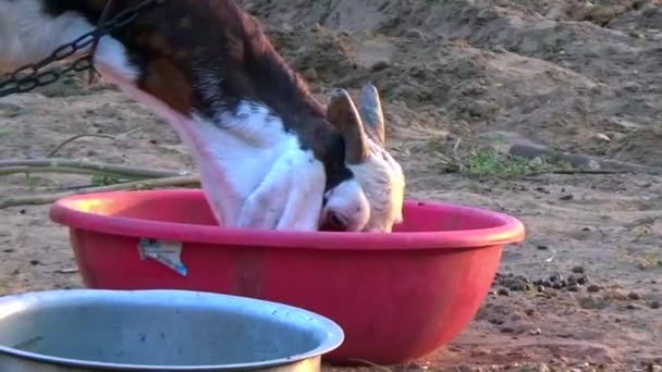 Домашні Тварини Їдять Траву Здорові Корми Зображення Худоби — стокове відео