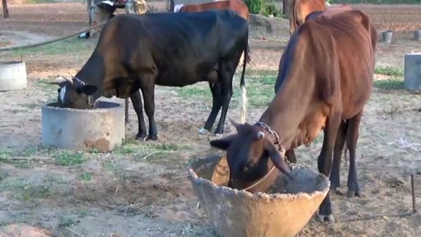 家畜吃草和健康的饲料 禽畜房录像 — 图库视频影像
