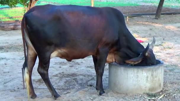 Evcil Hayvan Yiyor Sağlıklı Besleniyor Çiftlik Hayvanları Görüntüleri — Stok video