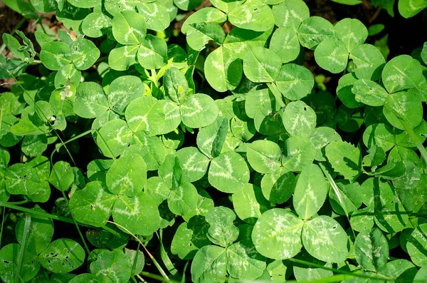 Clover Leaves Lawn Close — Stock Photo, Image