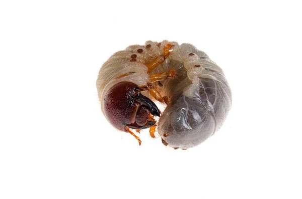 Larva Del Primer Plano Del Escarabajo Cockchafer —  Fotos de Stock