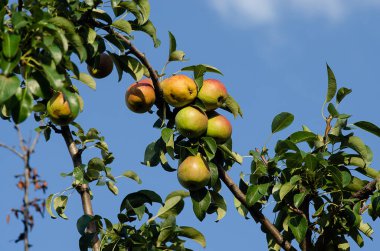 Mavi gökyüzüne karşı bir dalda armut meyvesi