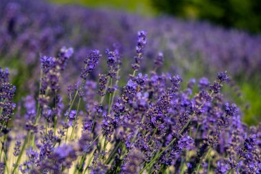 Lavanta tarlası Satış Langhe San Giovanni, Cuneo, İtalya.