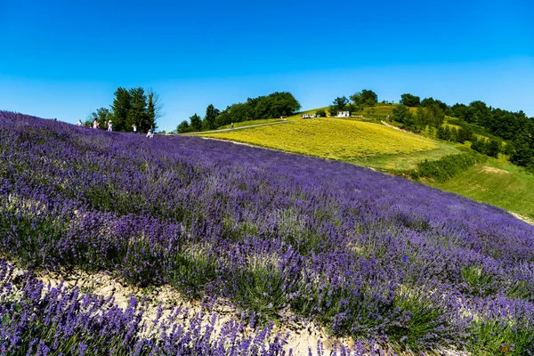 Поле для лаванды в Sale Langhe San Giovanni, Кунео, Италия. — стоковое фото