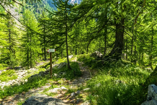 Karaçam ağaçlarının arasından, güneşli bir yaz gününde Malinvern Gölü 'ne giden yol. Deniz Alpleri, Cuneo.
