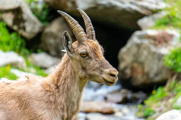 Alpin dağ keçisi, Capra dağ keçisi, Piedmont 'ta, deniz alplerinin doğal parkı. İtalya.