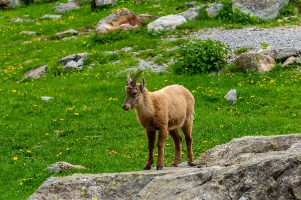 Alpin dağ keçisi, Capra dağ keçisi, Piedmont 'ta, deniz alplerinin doğal parkı. İtalya.