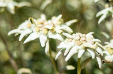 Saint James Kilisesi 'nin bahçesindeki bir Edelweiss' in yakın çekimi. Val Gardena, İtalya