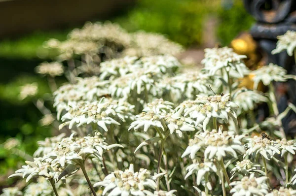 Saint James Kilisesi 'nin bahçesindeki bir Edelweiss' in yakın çekimi. Val Gardena, İtalya