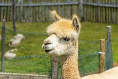 Val Gardena 'daki küçük bir dağ kulübesinde şirin alpakalar. Güney Tyrol, İtalya. Seceda Dağı, Ortisei kasabasının tepesinde..