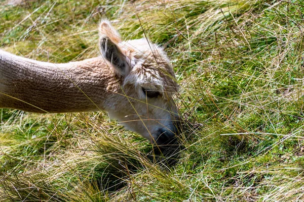Val Gardena 'daki küçük bir dağ kulübesinde şirin alpakalar. Güney Tyrol, İtalya. Seceda Dağı, Ortisei kasabasının tepesinde..