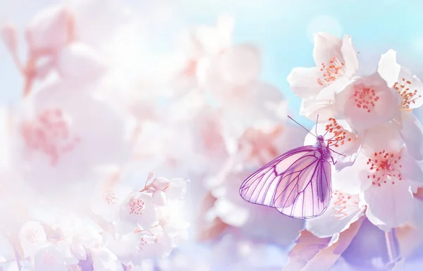 Spring Landscape Natural Background Butterfly Branch Blooming Jasmine — Stock Photo, Image