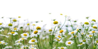 Camomile beyaz arka planda izole edildi. Çayırda açan papatya çiçekleri