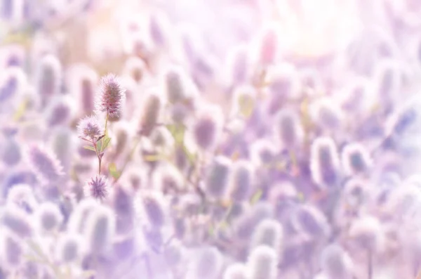 Bakgrund Med Vilda Blommor Trifolium Arvense Naturlig Bakgrund Solljus — Stockfoto