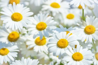 Büyük papatyaların güzel arka planı.