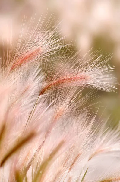 Nassella Tenuissima Foxtail Barley Close Feather Grass Field — Stock Photo, Image