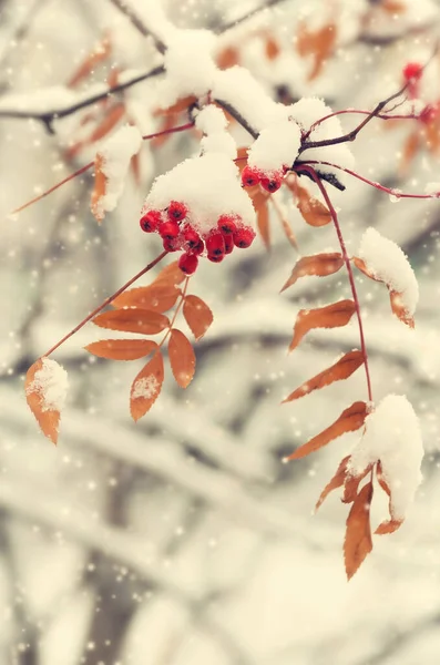 Eberesche Schnee — Stockfoto