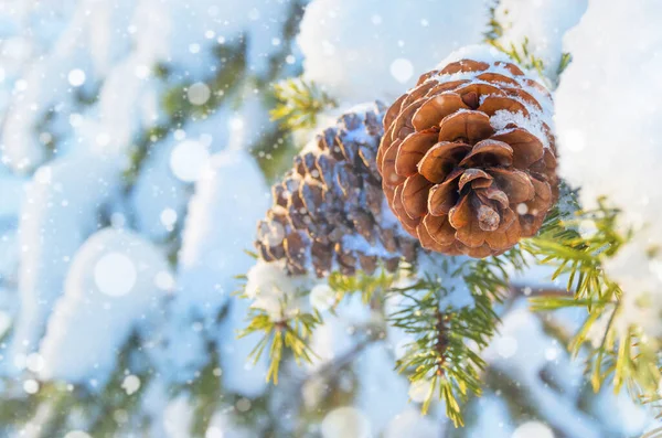 Winter Background Pine Cones — Stock Photo, Image