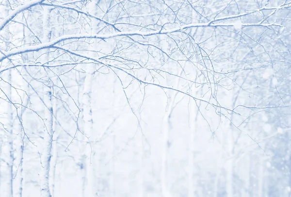 Fondo Invierno Con Abedules Cubiertos Nieve Paisaje Invierno —  Fotos de Stock