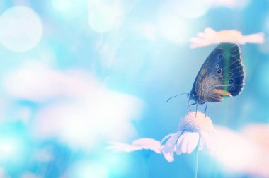 Parlak yaz arkaplanı ve papatya çiçekli kelebek. Tasarım için çiçeğin üzerinde kelebek olan arkaplan