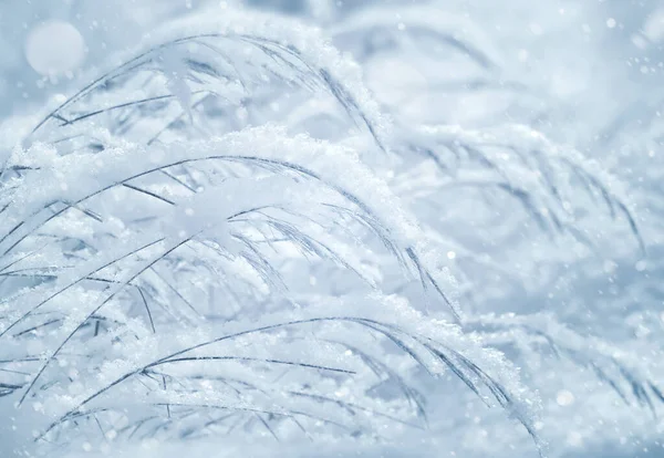 Téli Háttér Fagyos Fűvel Téli Álom Hóval Borított — Stock Fotó