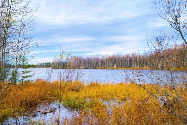 Paisaje Otoño Colorido Paisaje Otoñal Con Hierba Amarilla Orilla Del — Foto de Stock