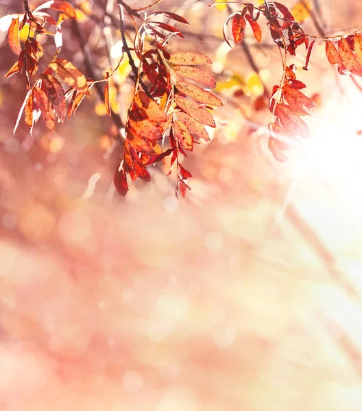 秋の背景 太陽の光の下でローワンの木の赤い葉 秋の鮮やかなローワンの木の枝 — ストック写真