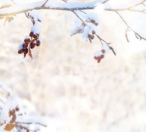 Fondo Invierno Rama Árbol Aliso Cubierto Nieve Con Conos Sobre —  Fotos de Stock