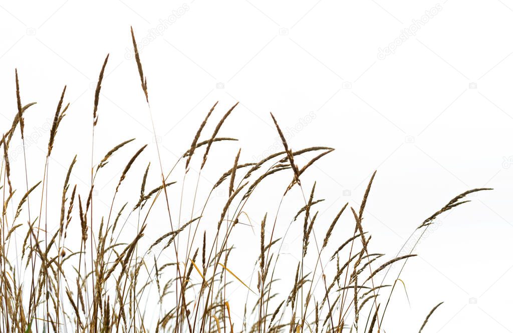 Wild grass isolated on white background. Reed plant on  white background for design