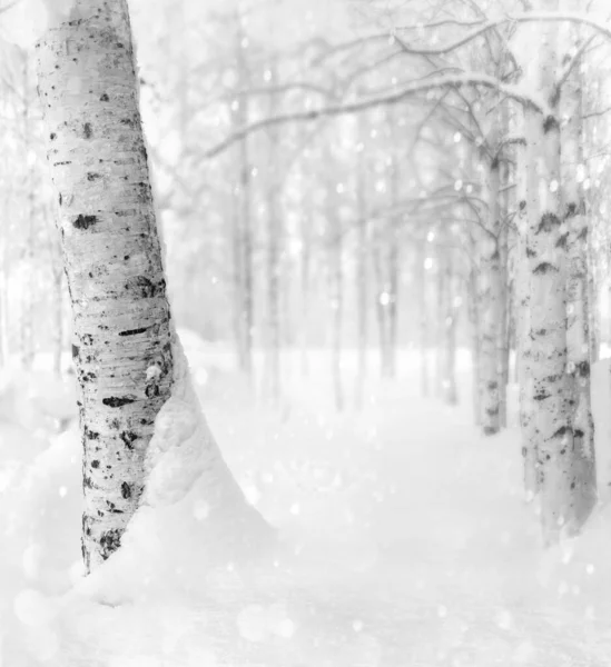 Winter Background Winter Landscape Snowy Birch Trees Park Snow Covered — 스톡 사진
