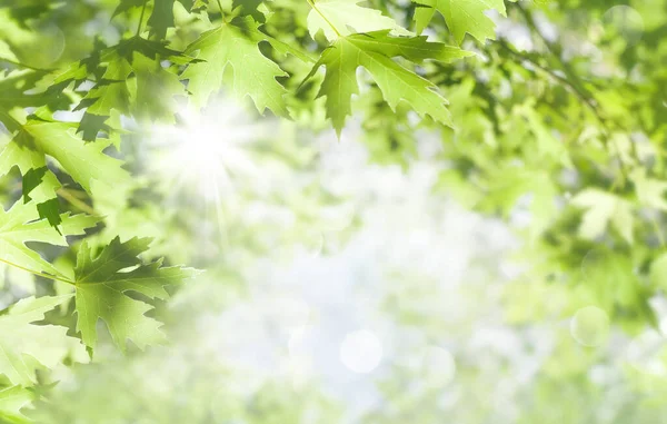 Spring Background Fresh Bright Leaves Maple Tree Sunlight —  Fotos de Stock