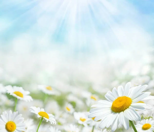 Beautiful Chamomile Flowers Sun Summer Bright Landscape Daisy Wildflowers Meadow Stockbild