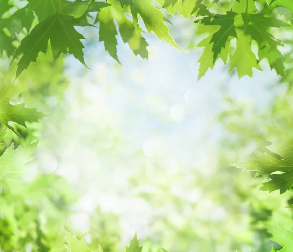 Spring Background Fresh Bright Leaves Maple Tree Sunlight Blurred Green —  Fotos de Stock