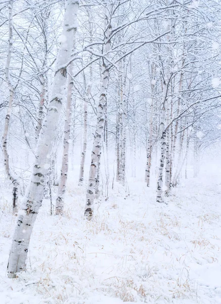 Zimowy Krajobraz Ośnieżony Gaj Brzozowy Śnieg Pięknym Lesie Brzozowym — Zdjęcie stockowe