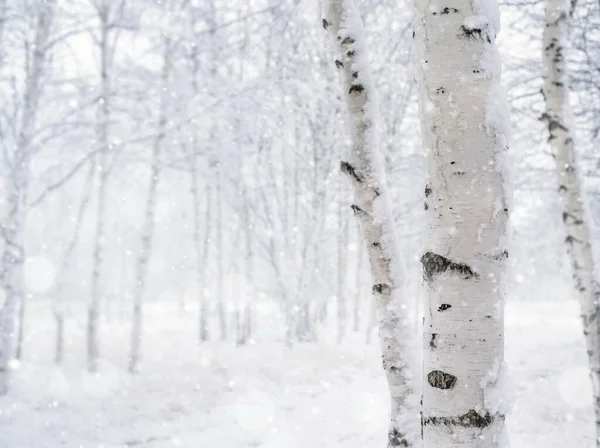 Winterlandschaft Mit Verschneiten Birken Park Blizzard Winterpark Winterlicher Hintergrund lizenzfreie Stockbilder