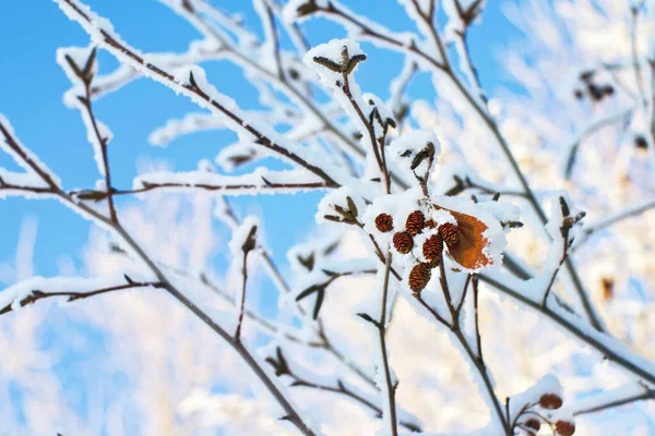 Branche Aulne Recouverte Neige Avec Des Cônes Sur Fond Flou — Photo