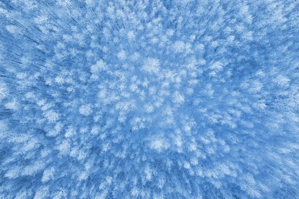 자작나무 서리로 있습니다 공중에서 눈덮인 — 스톡 사진