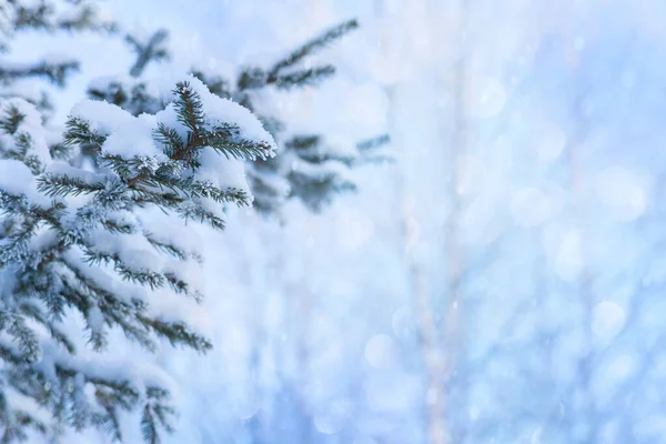 Fondo Vacaciones Invierno Ramas Árboles Navidad Cubiertas Nieve Heladas Fondo — Foto de Stock