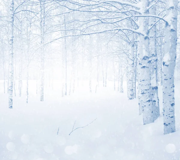 눈덮인 자작나무 겨울의 배경은 눈덮인 자작나무들 공원의 — 스톡 사진