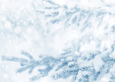 Kış dönemi. Karla kaplı dallı Noel ağacı. Tasarım ve tebrik kartları için arkaplan