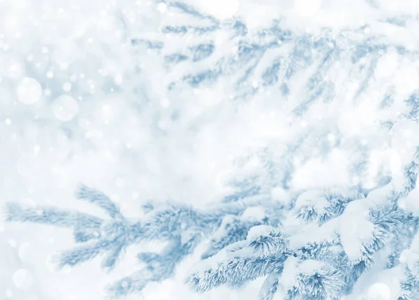 Зимовий Фон Новорічна Ялинка Засніженою Гілкою Фон Дизайну Вітальних Листівок Стокове Фото