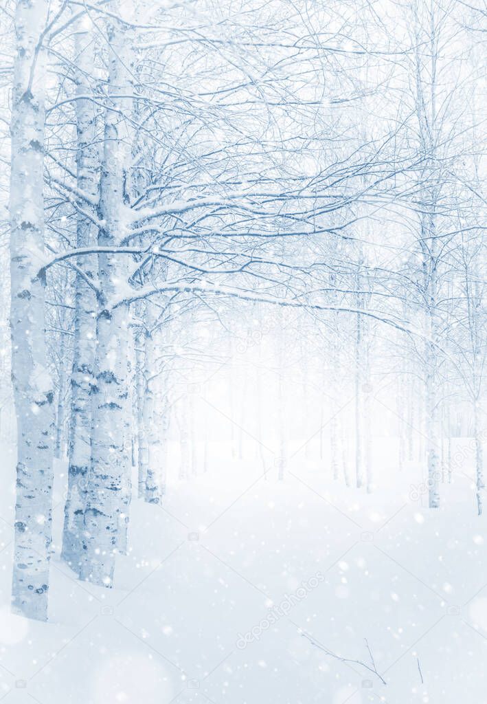 Winter landscape. Snow-covered birch grove.  Winter background with snow-covered birch trees. Snowfall in winter park