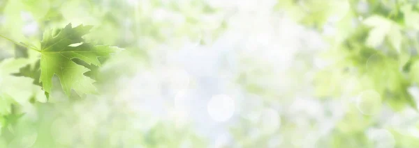 Ανοιξιάτικο Φρέσκα Φωτεινά Φύλλα Σφενδάμου Στο Φως Του Ήλιου Αφηρημένο Φωτογραφία Αρχείου