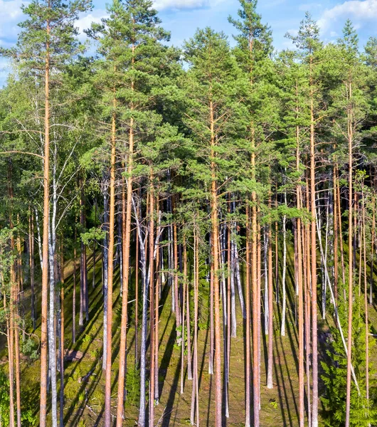 Θερινό Τοπίο Αεροφωτογραφία Όμορφο Κωνοφόρο Δάσος Ένα Κωνοφόρο Δάσος Στο Εικόνα Αρχείου